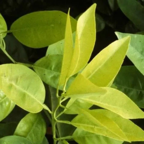 thumbnail for publication: Calcium (Ca) and Sulfur (S) for Citrus Trees